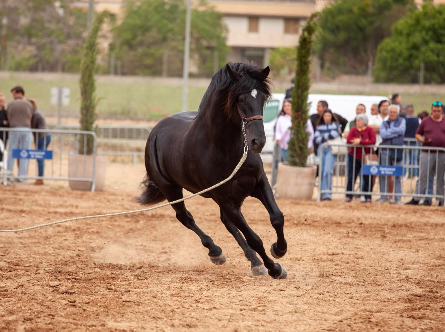 I Diada del Cavall Mallorquí