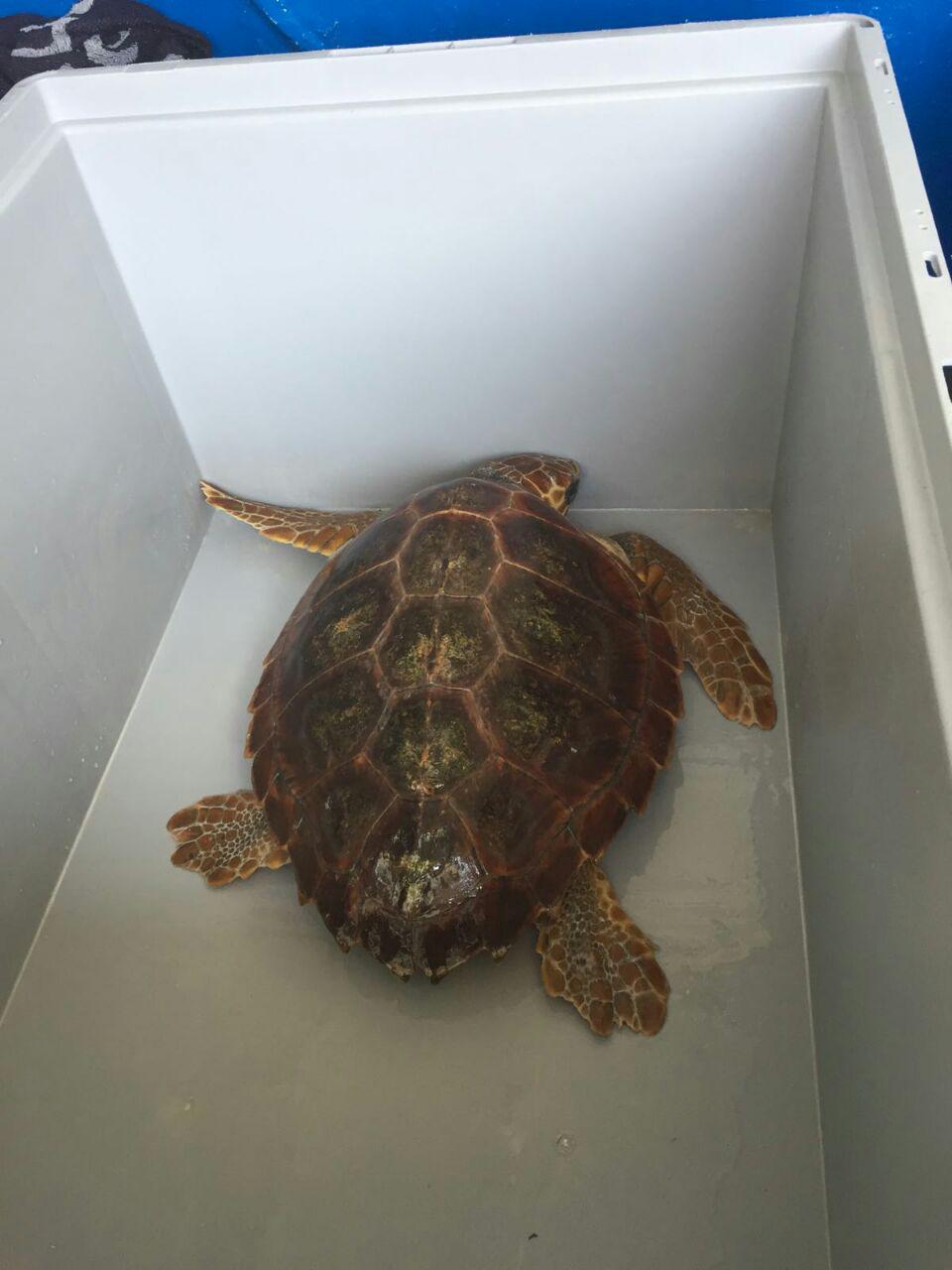 tortuga.jpg